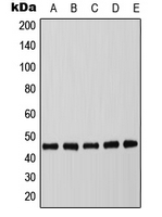 [Cohesion Biosciences] Anti-C/EBP alpha (Phospho-T226) Antibody