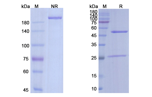 [Proteogenix] Runimotamab Biosimilar – Anti-ERBB2;CD3E mAb – Research Grade