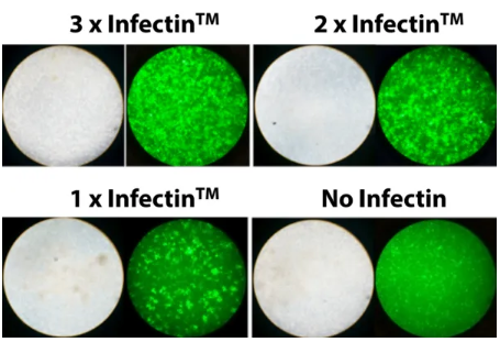 [Virongy] Infectin Viral Transduction Enhancer