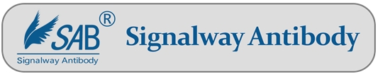 Signalway Antibody