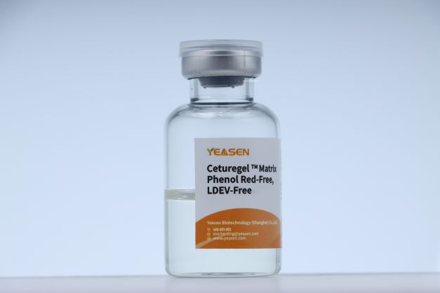 [YEASEN] Ceturegel™ Matrix GFR, Phenol Red-Free, LDEV-Free