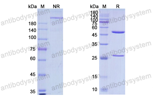 [Antibodysystem] Research Grade Zenocutuzumab