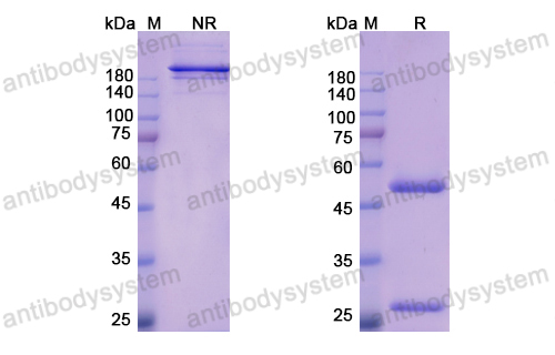 [Antibodysystem] Research Grade Bemarituzumab