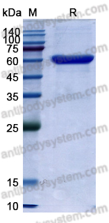 [Antibodysystem] Research Grade Solitomab