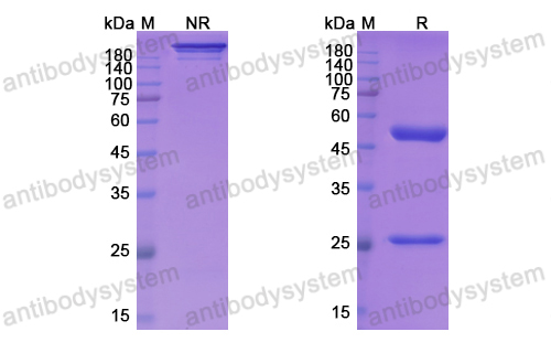 [Antibodysystem] Research Grade Mirzotamab