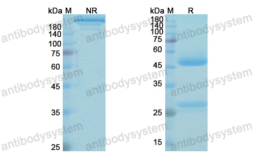 [Antibodysystem] Research Grade Omburtamab