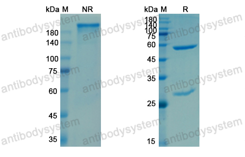 [Antibodysystem] Research Grade Enoblituzumab