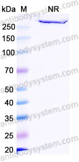 [Antibodysystem] Research Grade Istiratumab