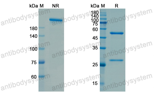 [Antibodysystem] Research Grade Utomilumab