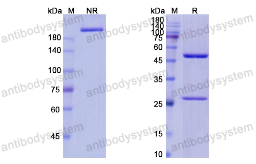 [Antibodysystem] Research Grade Ivuxolimab