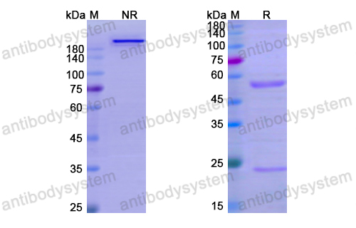 [Antibodysystem] Research Grade Pabinafusp Alfa