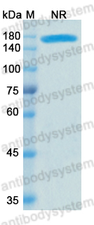 [Antibodysystem] Research Grade Cibisatamab