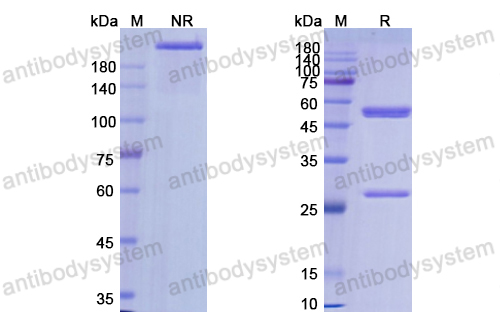 [Antibodysystem] Research Grade Lemalesomab