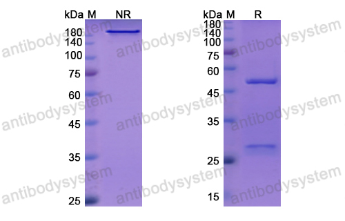 [Antibodysystem] Research Grade Inclacumab