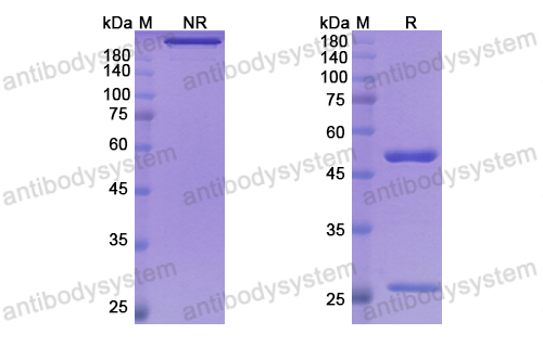 [Antibodysystem] Research Grade Mitazalimab