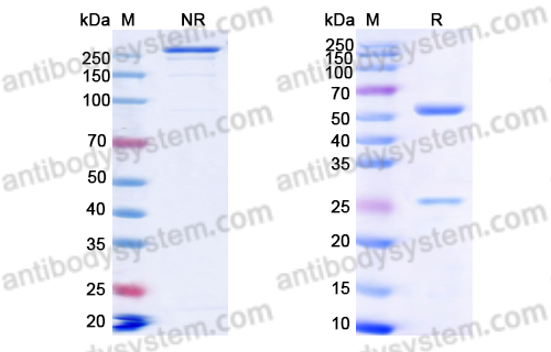 [Antibodysystem] Research Grade Epcoritamab