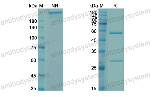 [Antibodysystem] Research Grade Zolimomab