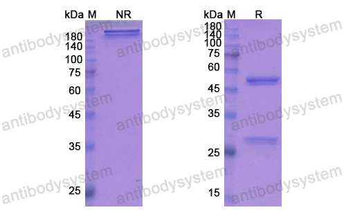 [Antibodysystem] Research Grade Fezakinumab