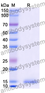 [Antibodysystem] Anti-Chick LYZ/Lysozyme C Nanobody (SAA0900)