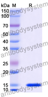 [Antibodysystem] Anti-Chick LYZ/Lysozyme C Nanobody (SAA1113)