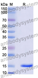 [Antibodysystem] Anti-General MTX/Methotrexate Nanobody (SAA1192)