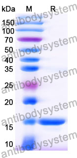 [Antibodysytem] Anti-General AX/Amoxicillin Nanobody (SAA1371)