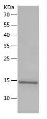 [FineTest] Recombinant Monkeypox Virus A33R