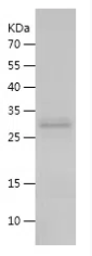 [FineTest] Recombinant E8L