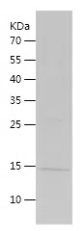 [FineTest] Recombinant A35R