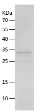 [FineTest] Recombinant M1R