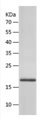 [FineTest] Recombinant L1R