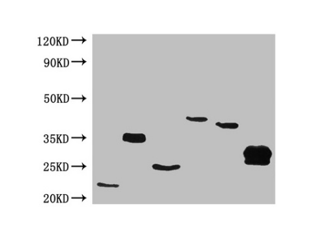 [AFG Scientific] 6*His Monoclonal Antibody