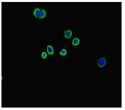 [AFG Scientific] A2M Antibody