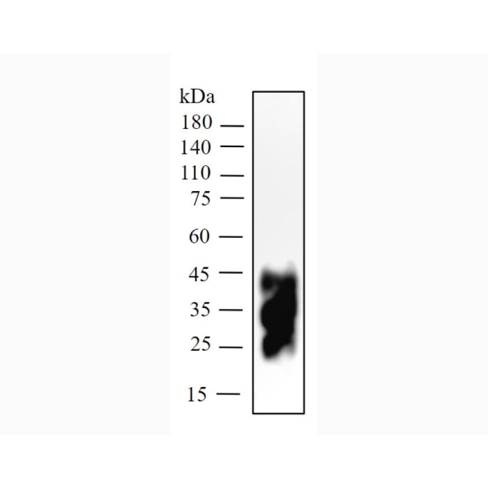 [icohor bio] Anti-Mouse PD-1 (29F.1A12) In Vivo Antibody - Low Endotoxin