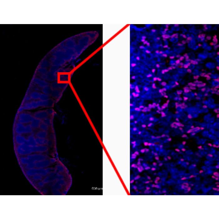 [ichorbio] Anti-Mouse CD8 (YTS-169) In Vivo Antibody - Low Endotoxin