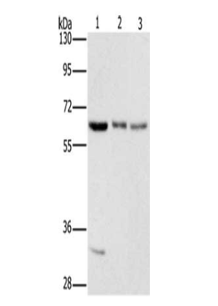 [AFG Scientific] AAAS Antibody