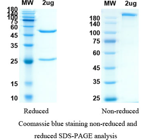 [Proteogenix] Anifrolumab Biosimilar – Anti-IFNAR1 mAb – Research Grade