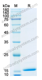 [Antibodysystem] Recombinant Human IL36RN Protein, N-His