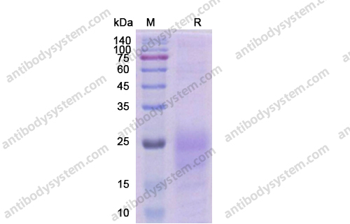 [Antibodysystem] Recombinant Human TSLP Protein, C-His