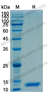 [Antibodysystem] Recombinant Human IL13 Protein, N-His