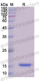 [Antibodysystem] Recombinant Human PDGFA Protein, N-His