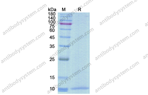 [Antibodysystem] Recombinant Human CCL18/PARC/MIP-4 Protein, N-His