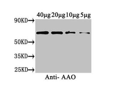 [AFG Scientific] AAO Antibody