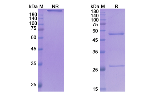 [Proteogenix] Ulocuplumab Biosimilar – Anti-CXCR4, CD184 mAb – Research Grade