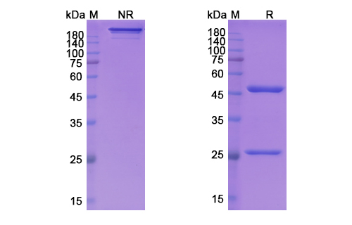 [Proteogenix] Lifastuzumab Biosimilar – Anti-SLC34A2 mAb – Research Grade