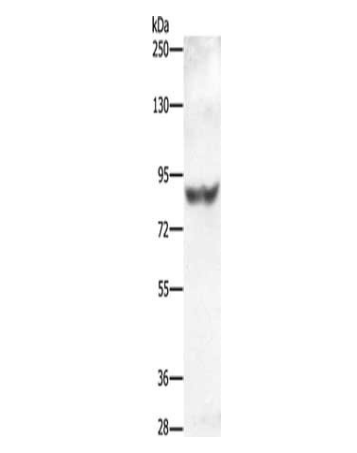 [AFG Scientific]  ABCG1 Antibody