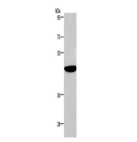 [AFG Scientific] ABI1 Antibody