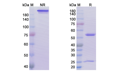 [Proteogenix] Sacituzumab Biosimilar – Anti-TACSTD2 mAb – Research Grade