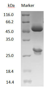  [Cusabio] DXD Monoclonal Antibody