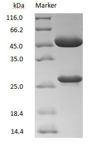 [Cusabio] DXD Monoclonal Antibody